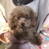 トイプードル(トイ)