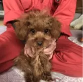 トイプードル(トイ)【兵庫県・女の子・2025年7月17日・レッド】の写真1