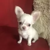 チワワ(ロング)