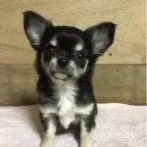 チワワ(ロング)