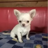 チワワ(ロング)