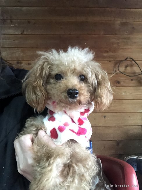 トイプードル【・女の子・2023年2月19日・レッド】