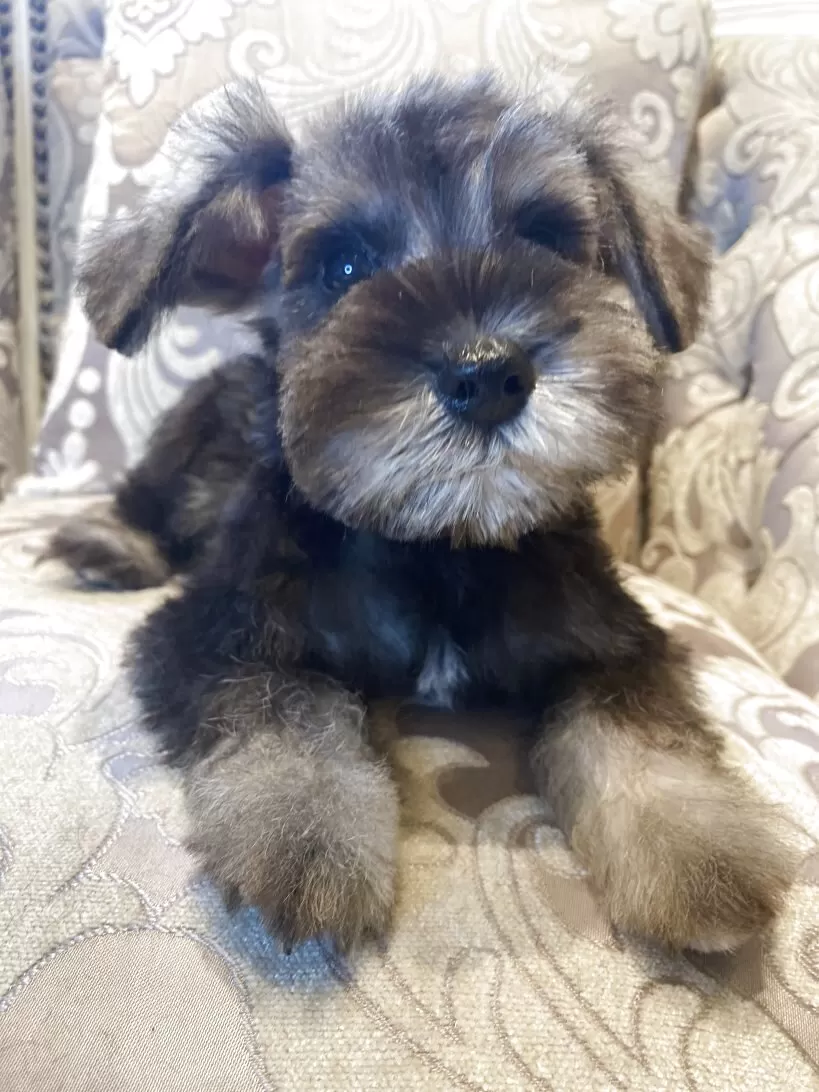 ID:2509-01936の子犬
