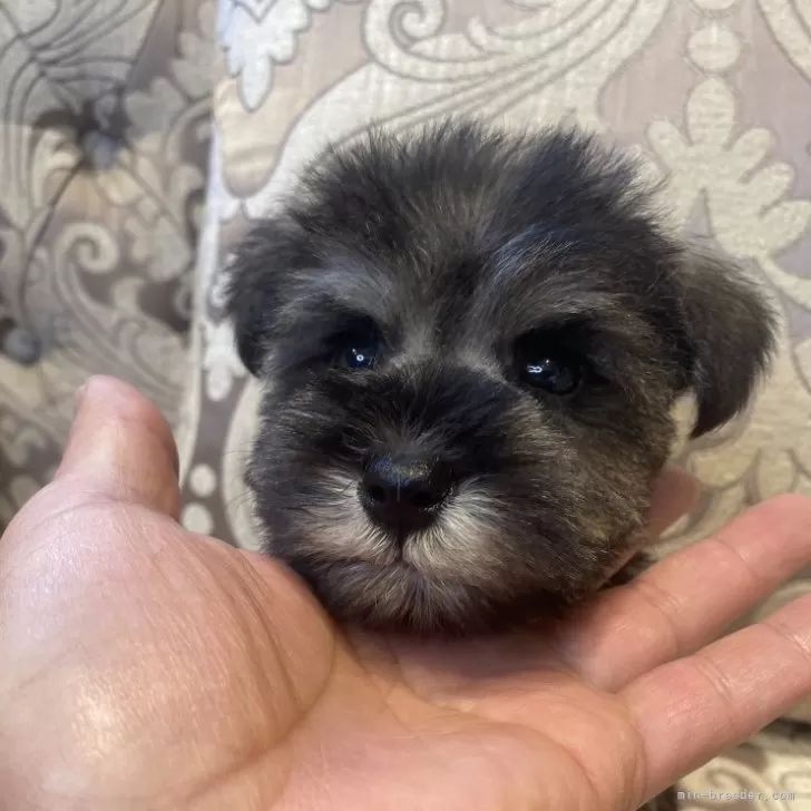 ID：2412-06136の子犬
