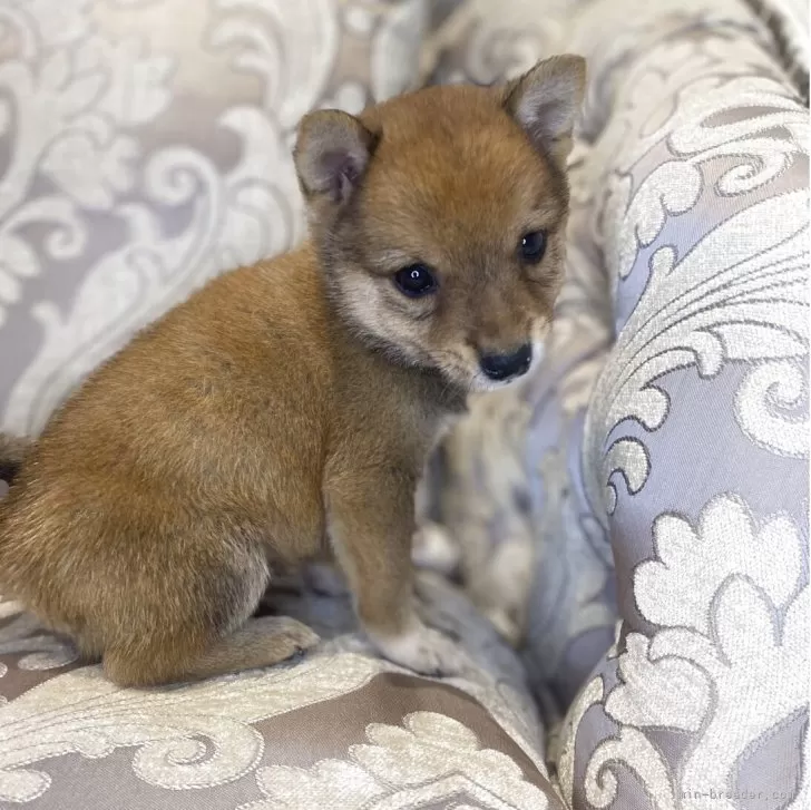 豆柴【福岡県・男の子・2025年9月5日・赤】の写真1