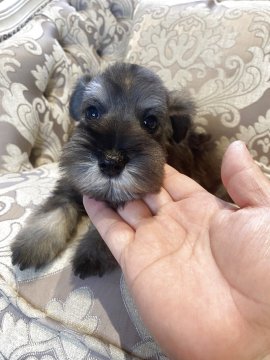 ミニチュアシュナウザー【福岡県・男の子・2025年9月18日・ソルト&ペッパー】の写真「小さいお顔可愛い男の子✨」