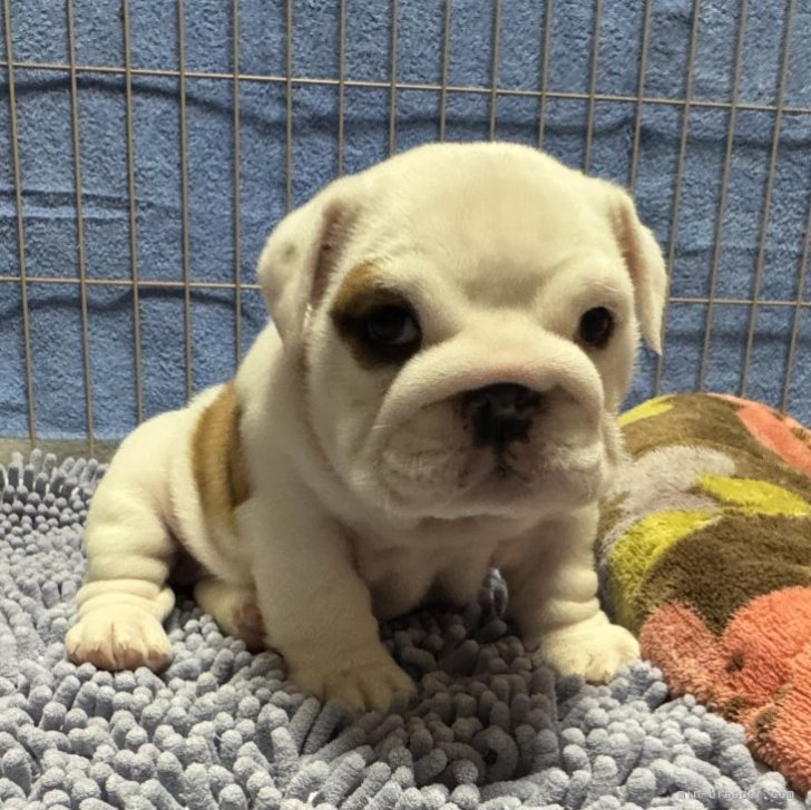 M.Y 様のお迎えした子犬