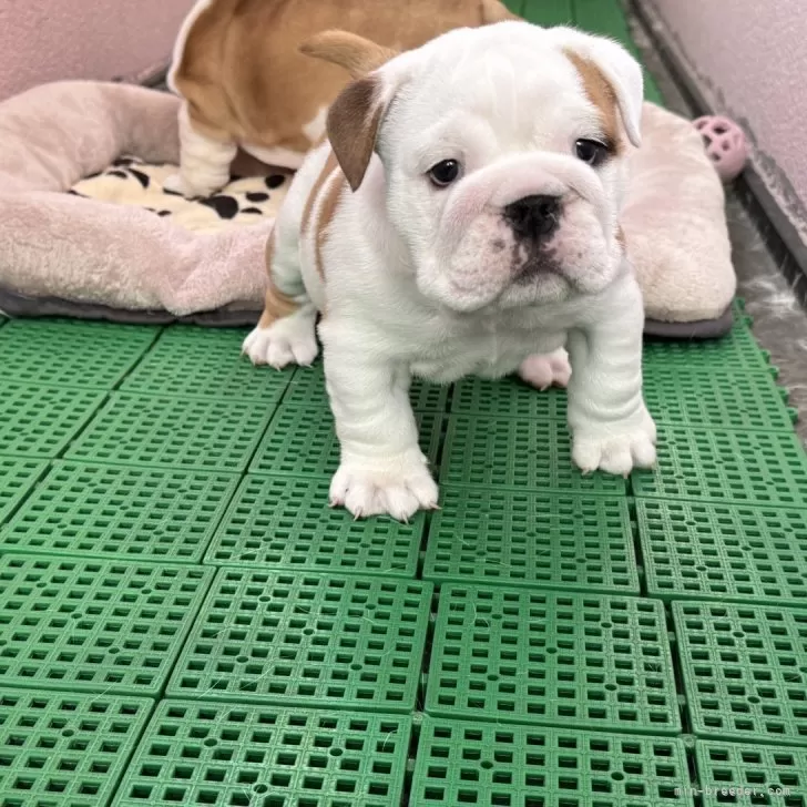 ブルドッグ【岡山県・女の子・2025年10月20日・ホワイト&amp;レッド】の写真1