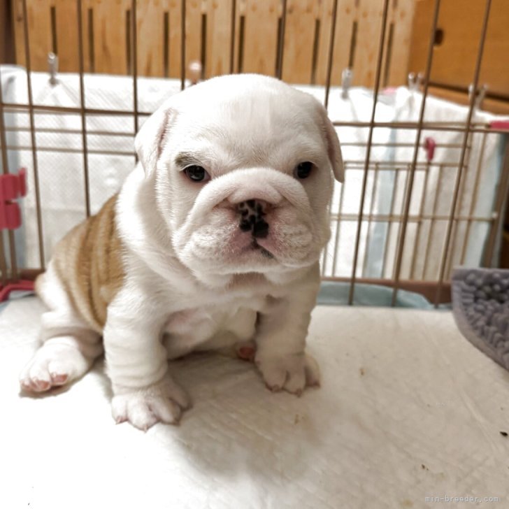 ブリーダー画像