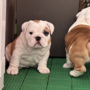 ブルドッグ【岡山県・女の子・2025年10月20日・レッド&ホワイト】の写真「優良血統のかわいい女の子」