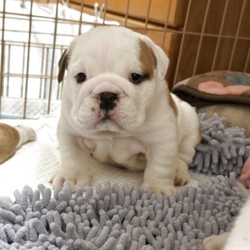 ブルドッグ【岡山県・女の子・2025年10月20日・ホワイト&レッド】の写真「優良血統のかわいい女の子」