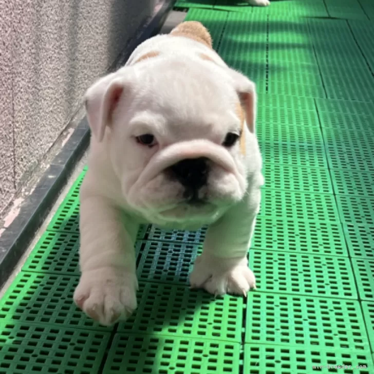 S.K 様のお迎えした子犬