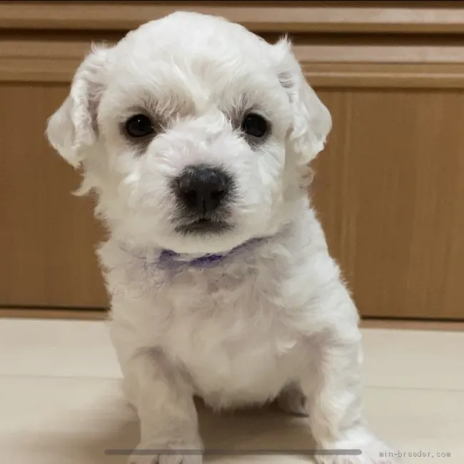 ID：2004-01504の子犬