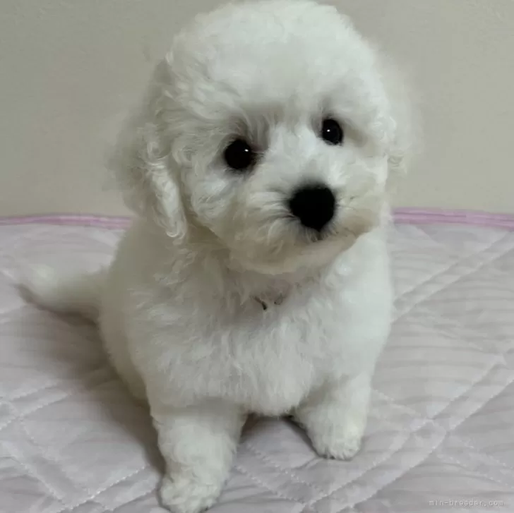 ID：2408-01006の子犬