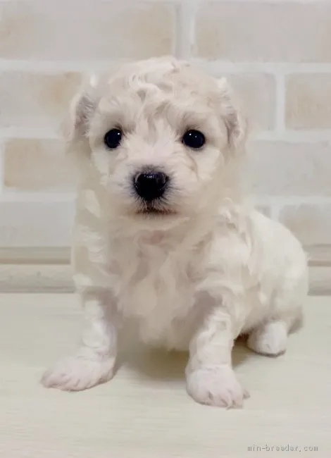ID:2104-00706の子犬