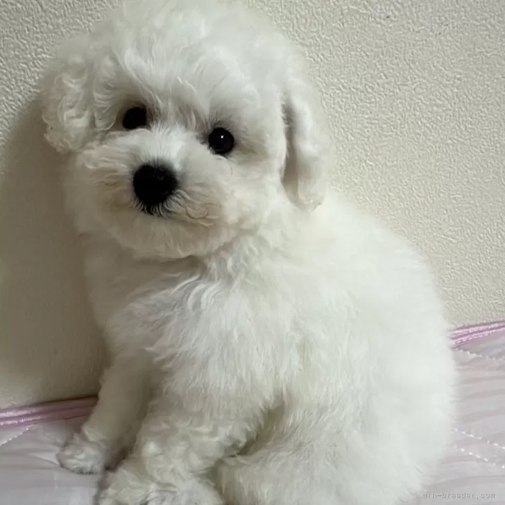 ID：2408-01002の子犬