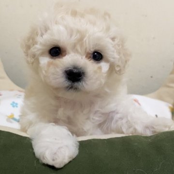 ビションフリーゼ【北海道・女の子・2021年3月9日・白色】の写真「小さな小さなおっとりした女の子です♪」