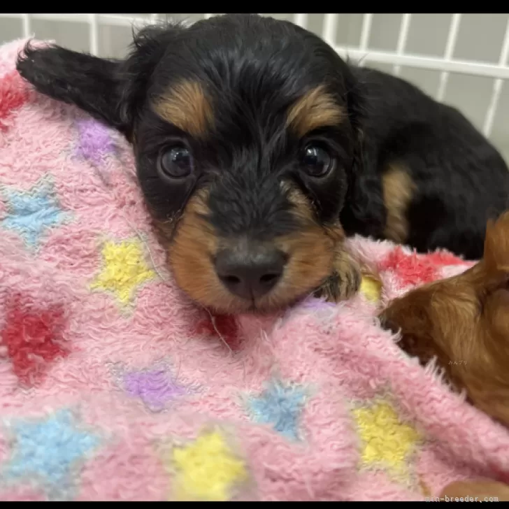 ID：2409-02807の子犬