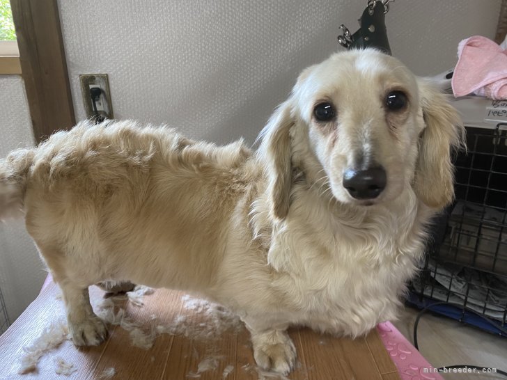 ミニチュアダックスフンド(ロング)【・女の子・2018年12月26日・イエロー】