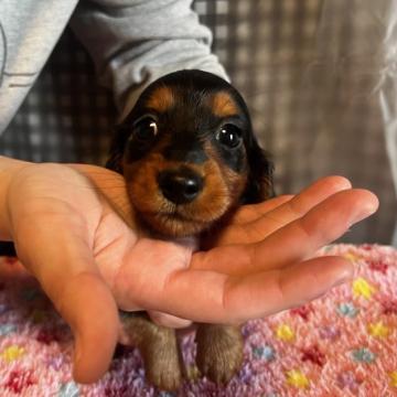 ミニチュアダックスフンド(ロング)【千葉県・男の子・2022年9月24日・ブラックタン】の写真「PRAクリア！」