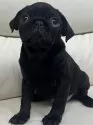 パグ【宮崎県・男の子・2024年10月14日・ブラック】の写真11