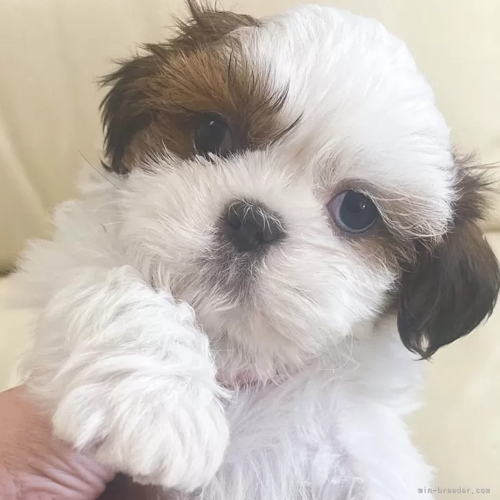 ID：2503-05316の子犬