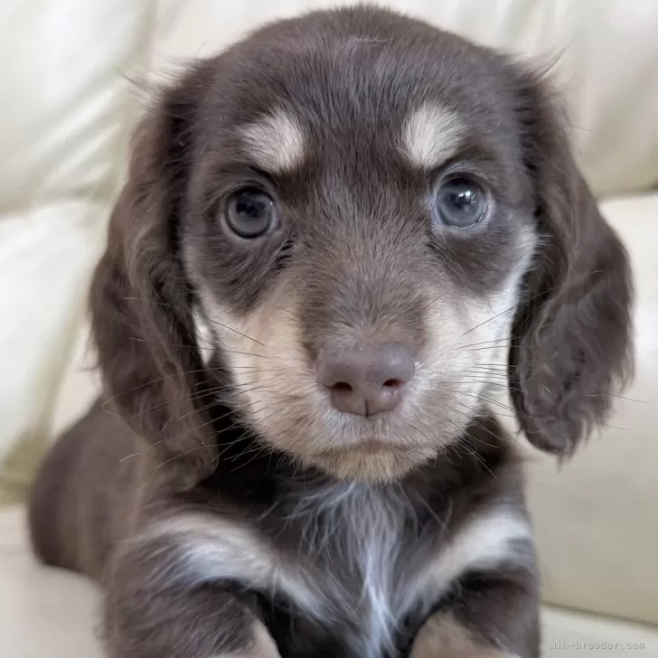 ID：2511-00341の子犬