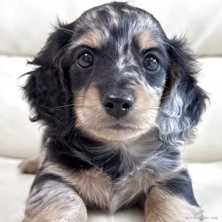 ID:2507-02541の子犬
