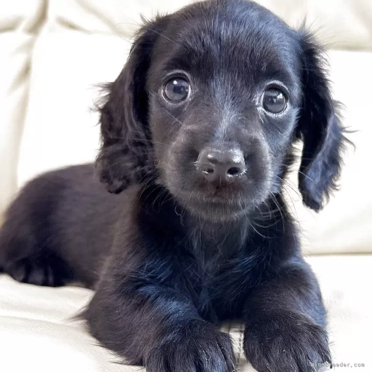 ID:2508-04244の子犬