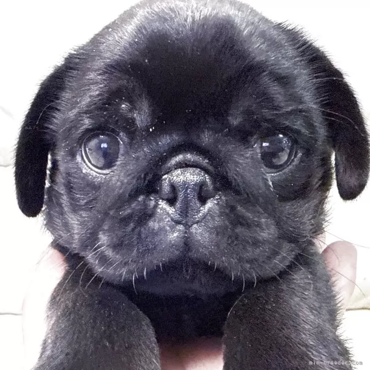 M.A 様のお迎えした子犬