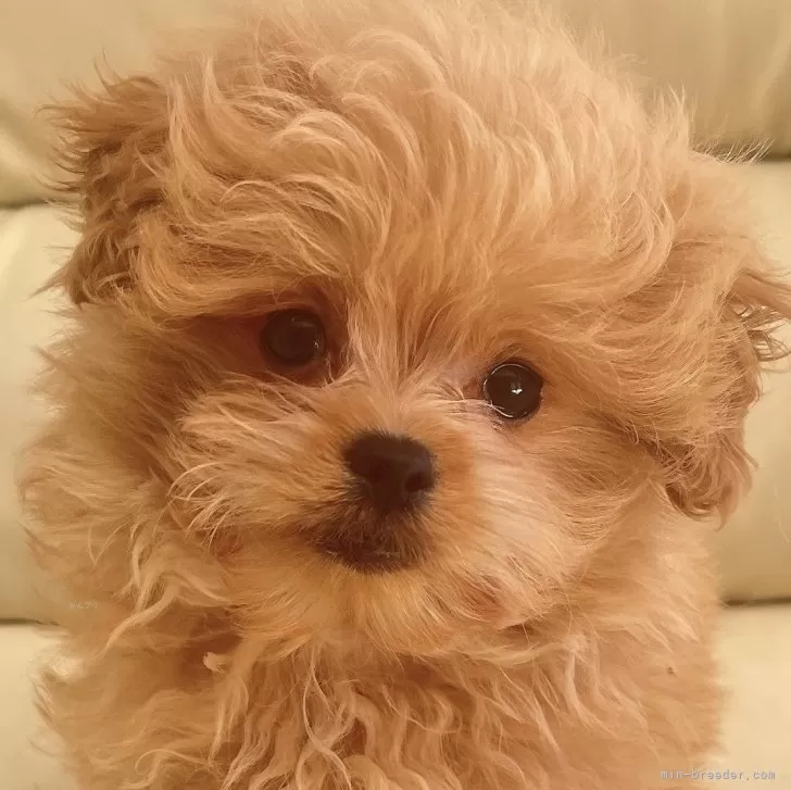 ID：2502-02109の子犬
