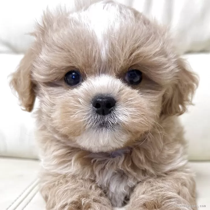 ID：2508-06364の子犬