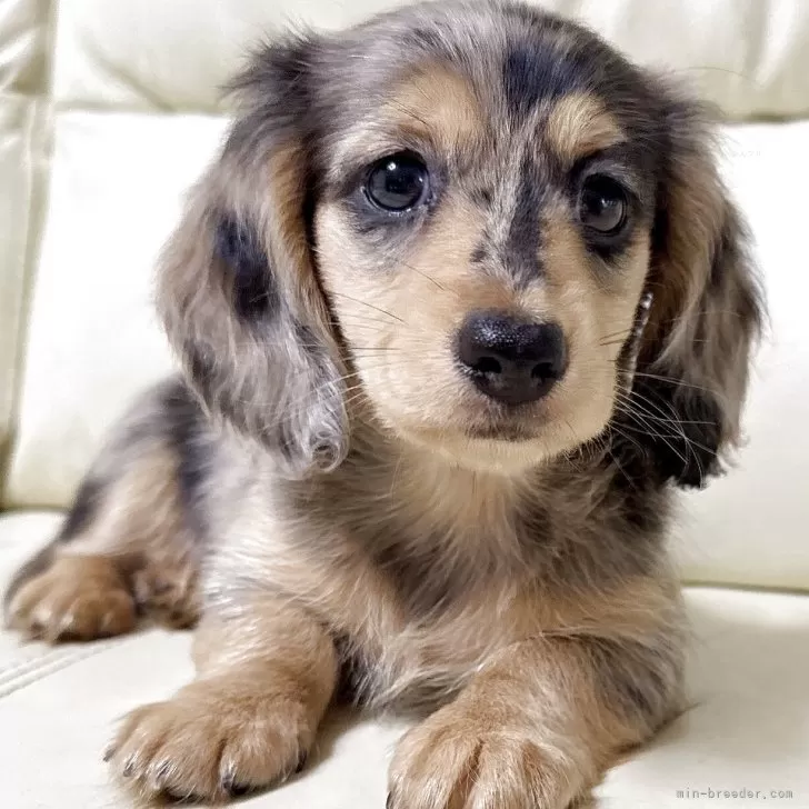 ID:2507-09070の子犬