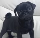 パグ【宮崎県・男の子・2024年10月14日・ブラック】の写真3