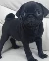 パグ【宮崎県・男の子・2024年10月14日・ブラック】の写真6