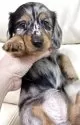 ミニチュアダックスフンド(ロング)【宮崎県・女の子・2025年6月1日・シルバーダップル】の写真7