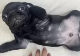 パグ【宮崎県・男の子・2024年10月14日・ブラック】の写真8
