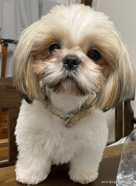 シーズー【・女の子・2021年7月6日・ホワイト&amp;ゴールド】