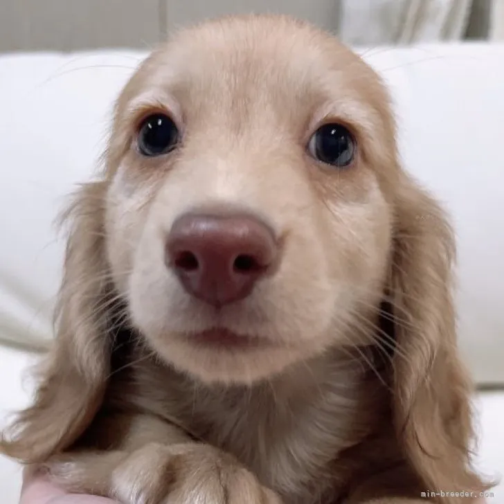 ID:2309-03097の子犬