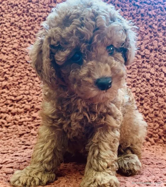 ID：2110-00547の子犬