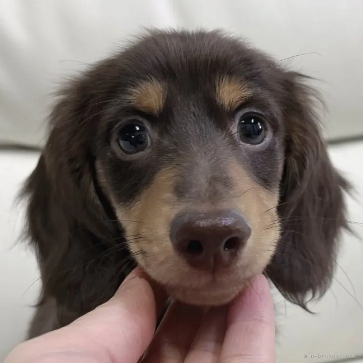 ID:2302-01254の子犬