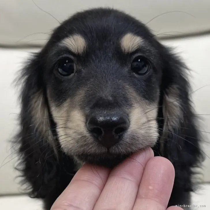 ID:2301-05024の子犬