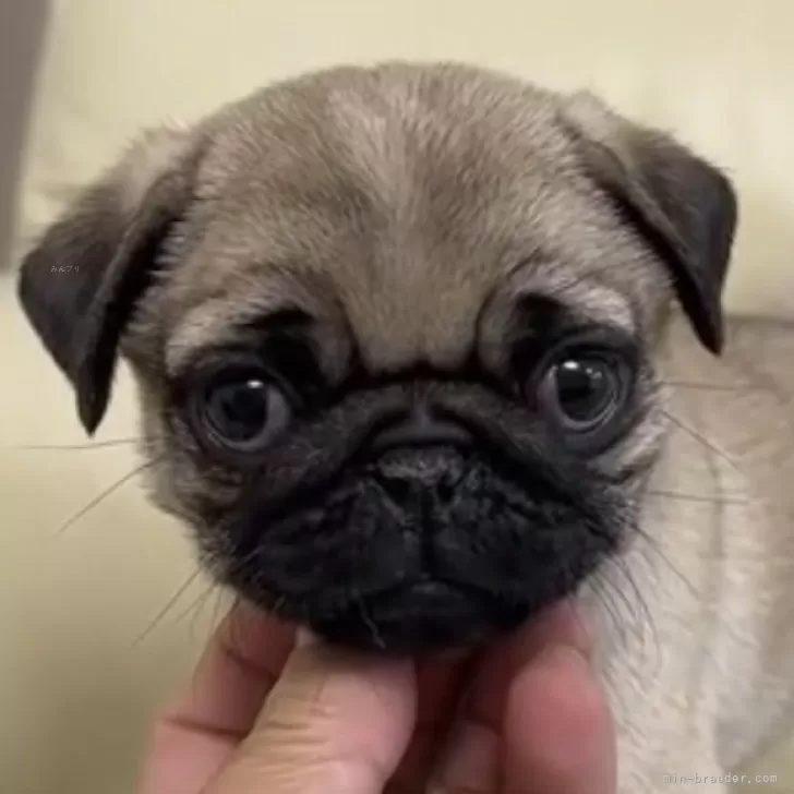 ID：2403-01265の子犬