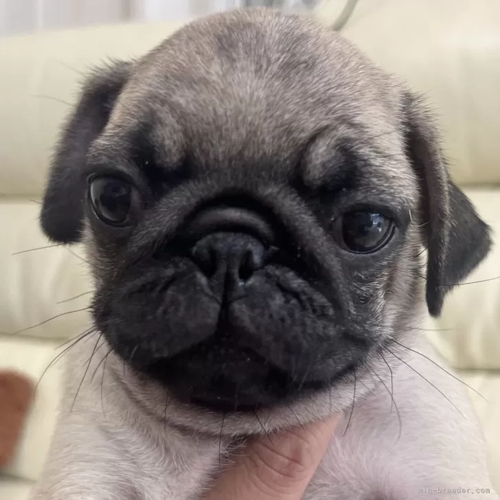 ID：2409-03378の子犬