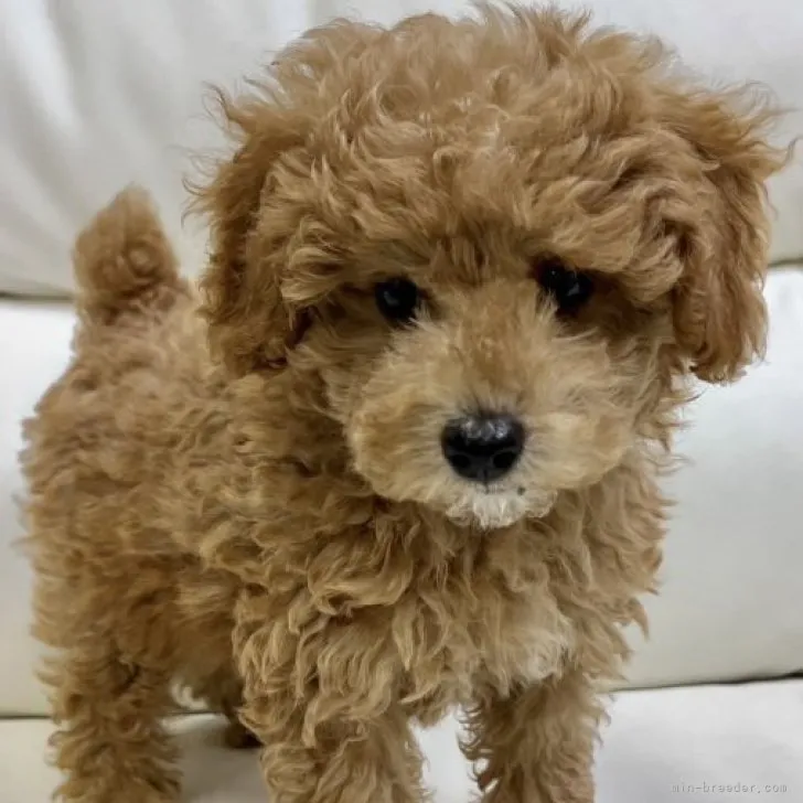 ID:2303-01898の子犬