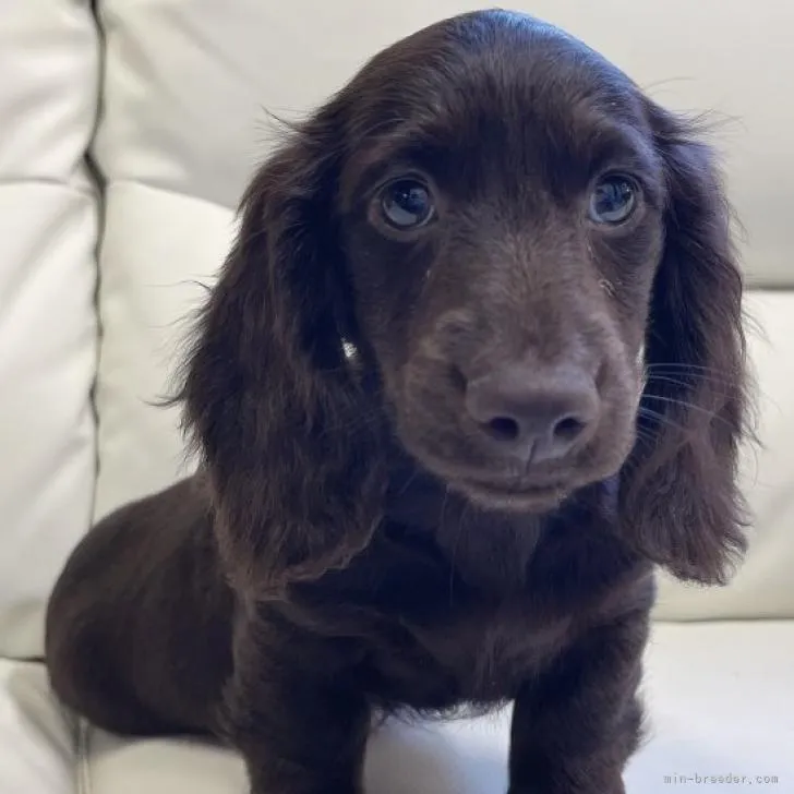 ID:2211-03914の子犬