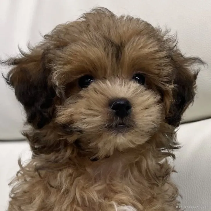 ID：2310-04992の子犬