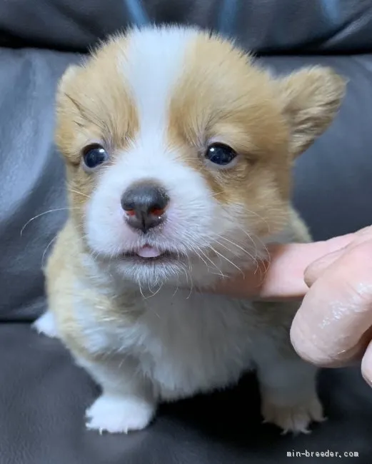 ID：2004-00900の子犬