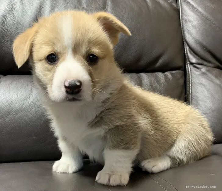 ID：2011-02753の子犬
