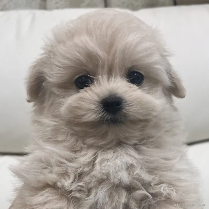 ID：2311-06782の子犬